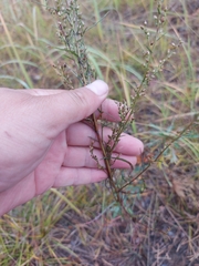 Artemisia desertorum
