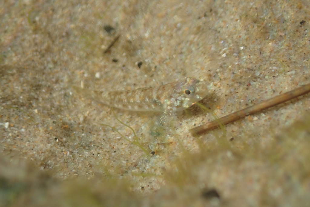 Cocos frillfin goby