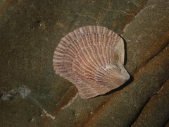 Isognomon perna