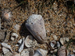 Conus lividus