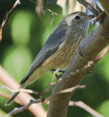 Pachycephala rufiventris
