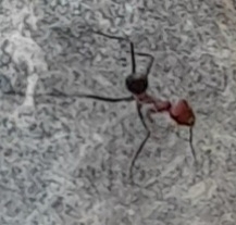 Cataglyphis nodus