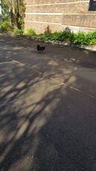 Alectura lathami lathami