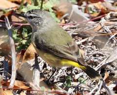 Acanthiza chrysorrhoa