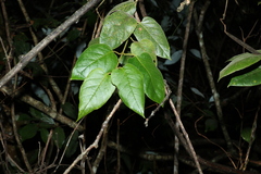Parsonsia fulva