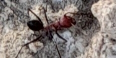 Cataglyphis nodus