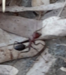 Cataglyphis nodus