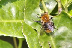 Bombus pascuorum