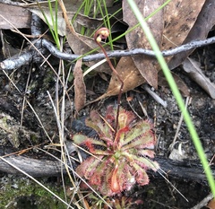 Drosera spatulata
