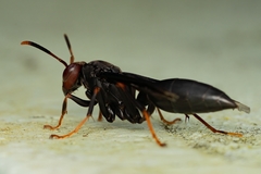 Polistes erythrocephalus