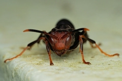 Polistes erythrocephalus