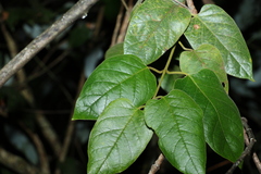 Parsonsia fulva