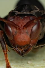 Polistes erythrocephalus