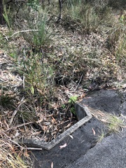 Drosera spatulata