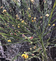 Bossiaea scolopendria