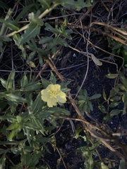 Oenothera laciniata