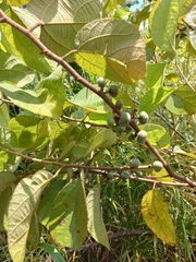 Grewia abutilifolia