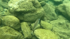 Diplodus puntazzo