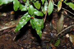 Melodinus australis