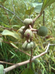Grewia abutilifolia