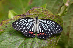 Hestina assimilis