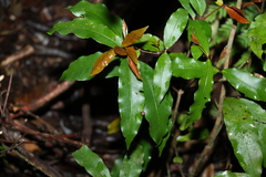 Melodinus australis