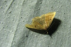 Pechipogo plumigeralis