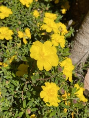 Hibbertia hypericoides