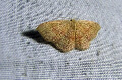 Cyclophora punctaria