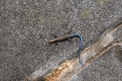 Plestiodon finitimus