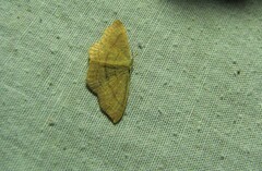 Cyclophora linearia