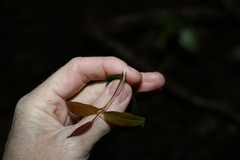 Melodinus australis