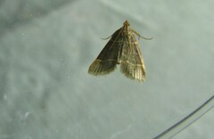 Hypsopygia glaucinalis