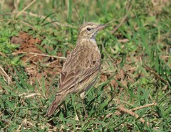 Anthus australis
