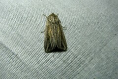 Mythimna riparia