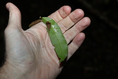 Melodinus australis