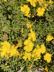Hibbertia hypericoides