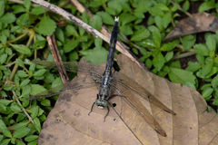 Orthetrum albistylum speciosum