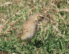 Anthus australis