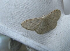 Idaea aversata
