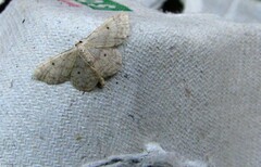 Idaea biselata