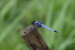 Orthetrum melania melania
