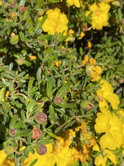 Hibbertia hypericoides