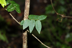 Derris involuta
