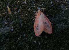 Miltochrista miniata