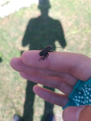 Melanogryllus desertus