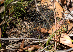 Dolichoderus doriae