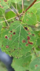 Aceria varia