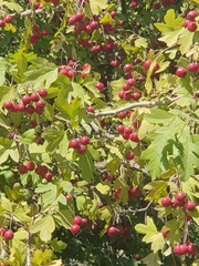 Crataegus monogyna