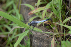 Orthetrum albistylum speciosum